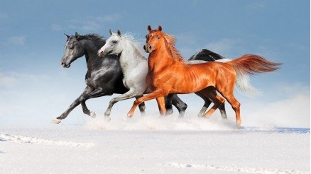 Karda Yürüyen Siyah Beyaz Kahverengi Atlar