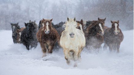 Karda Yürüyen At Sürüsü Duvar Kağıdı
