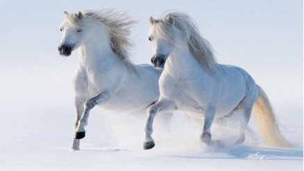 Kardaki Beyaz Atlar Duvar Kağıdı