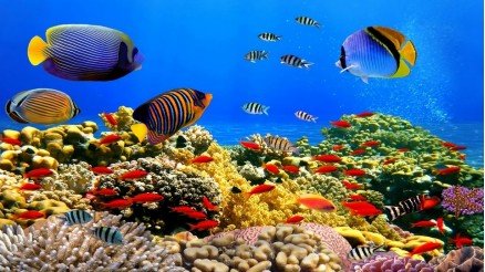 Resif Deniz Canlıları Duvar Kağıdı