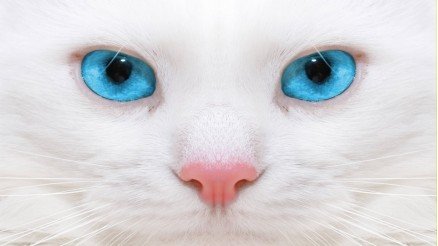 Beyaz Kedi Duvar Kağıdı