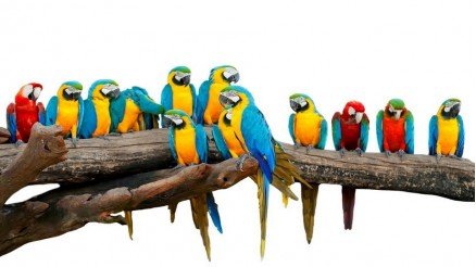 Tropik Papağanlar Duvar Kağıdı