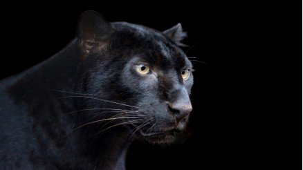 Kara Jaguar Duvar Kağıdı