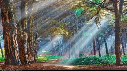 Orman ve Işık Huzmesi Duvar Kağıdı