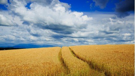 Burçak Tarlası ve Tekerlek İzleri Duvar Kağıdı