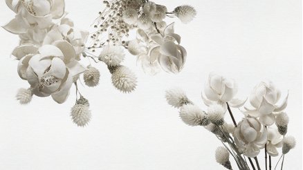 Duvardaki Beyaz Çiçekler Duvar Kağıdı 