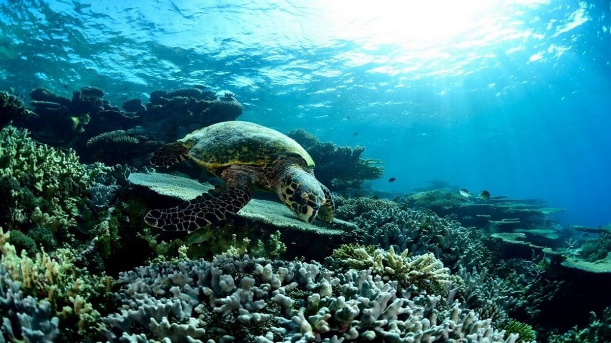 Caretta Caretta Suyun Altında Duvar Kağıdı