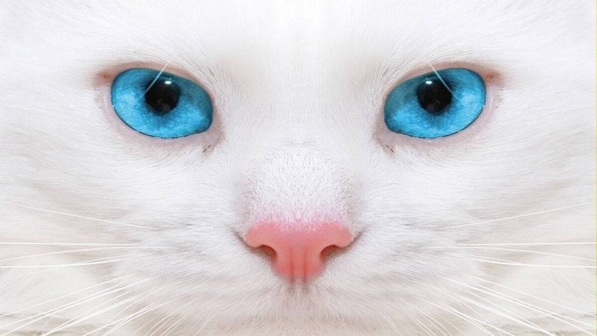 Beyaz Kedi Duvar Kağıdı