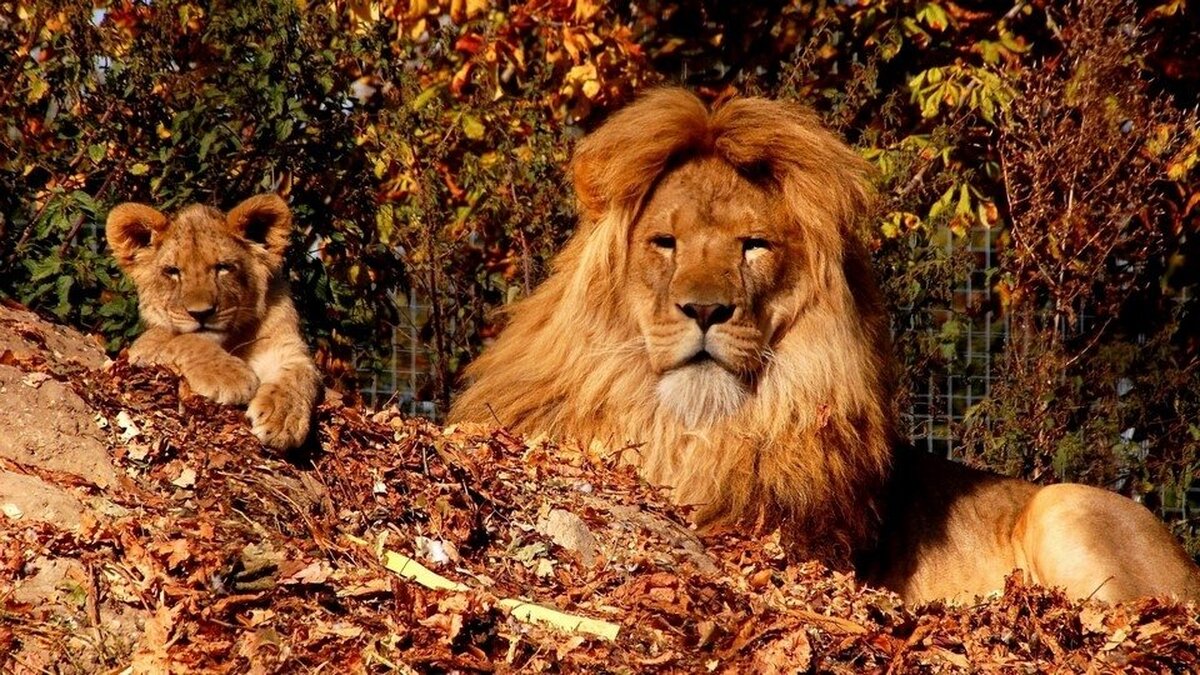 Aslan ve Yavrusu Duvar Kağıdı