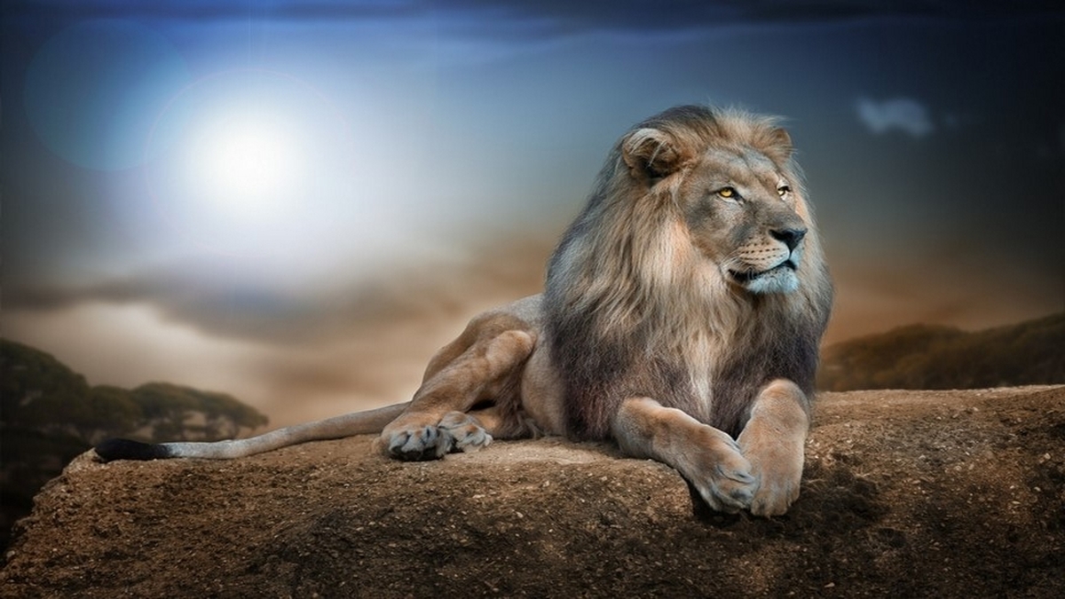 Aslan Duvar Kağıdı