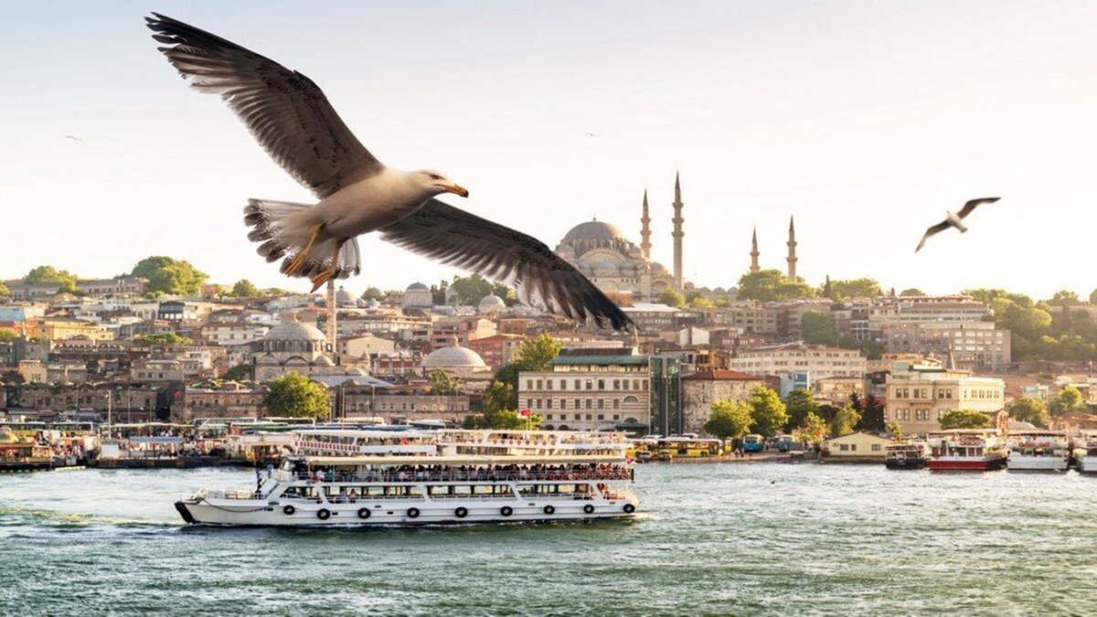 Martı ve Sultanahmet Cami Duvar Kağıdı