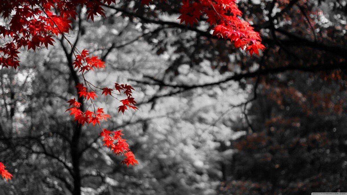 Siyah Beyaz Ormanın İçindeki Kırmızı Çiçekler 